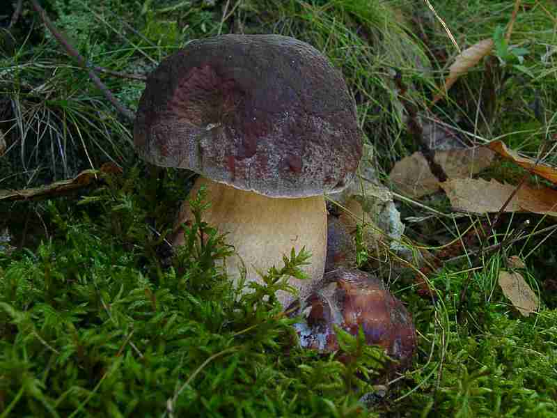  Image name: 205 Porcino.jpg 
 width: 800 pixel 
 height: 600 pixel 
 Size: 40903 bytes 
 Click to enlarge 